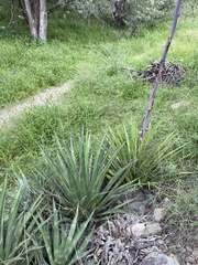 Agave palmeri