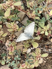 Heliopetes ericetorum