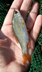 Rutilus rutilus