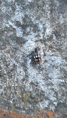 Eriopis connexa