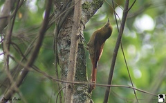 Sittasomus griseicapillus