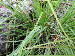 Carex canescens