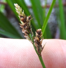 Carex canescens