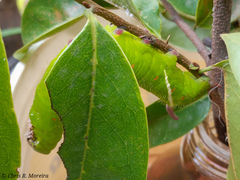 Cocytius antaeus