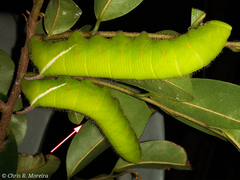 Cocytius antaeus