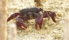 Metopograpsus thukuhar