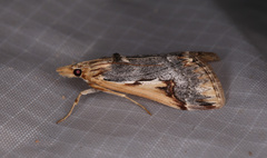 Loxostege albiceralis