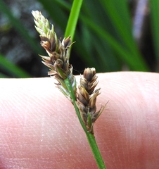 Carex canescens