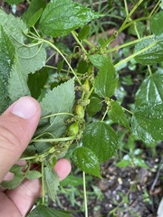 Neolasioptera boehmeriae