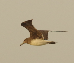 Ichthyaetus hemprichii