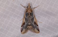 Loxostege albiceralis