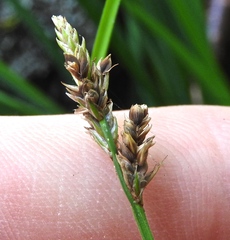Carex canescens