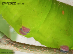 Cocytius antaeus