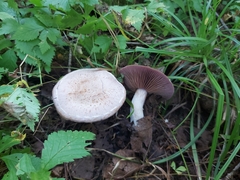 Laccaria ochropurpurea