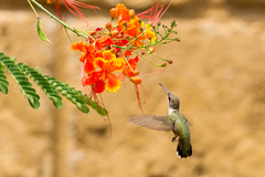 Archilochus alexandri