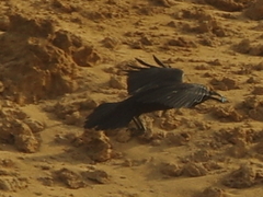 Corvus ruficollis