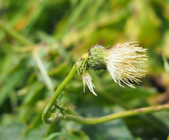 Cirsium erisithales