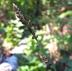 Carex canescens