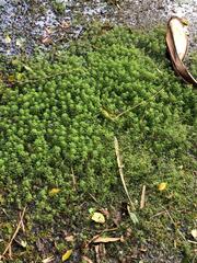 Myriophyllum aquaticum
