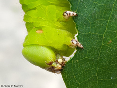 Cocytius antaeus