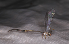 Clathroneuria coquilletti