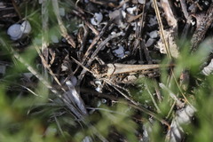 Acrotylus insubricus