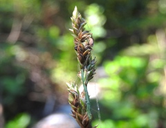 Carex canescens