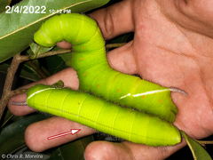 Cocytius antaeus
