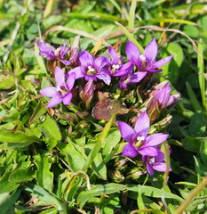 Gentianella