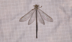 Clathroneuria coquilletti