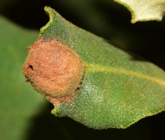 Plagiotrochus australis