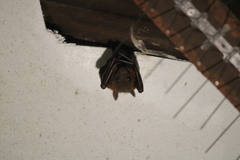 Cynopterus brachyotis