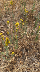 Solidago velutina