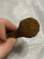 Pisolithus tinctorius