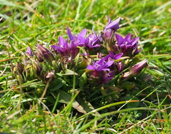 Gentianella