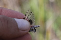 Acrotylus insubricus