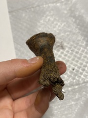 Pisolithus tinctorius