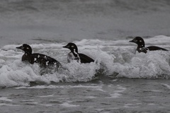 Histrionicus histrionicus