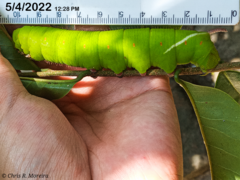 Cocytius antaeus