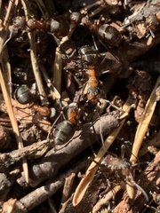 Formica polyctena × rufa