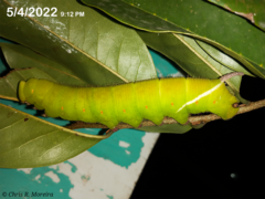 Cocytius antaeus