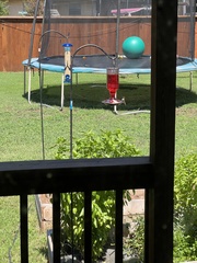 Archilochus colubris