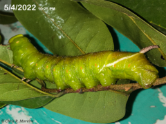 Cocytius antaeus