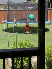 Archilochus colubris