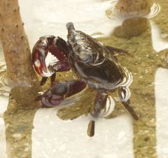 Metopograpsus thukuhar