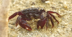 Metopograpsus thukuhar