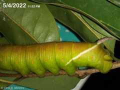 Cocytius antaeus