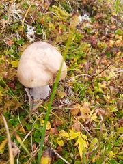Cortinarius caperatus