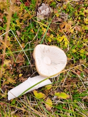Cortinarius caperatus