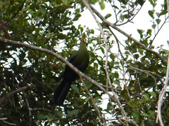 Tauraco macrorhynchus